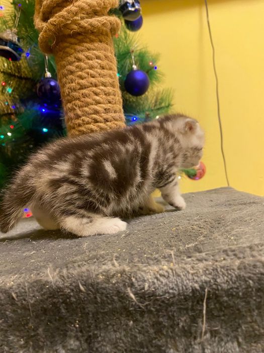 Котята Шотландские