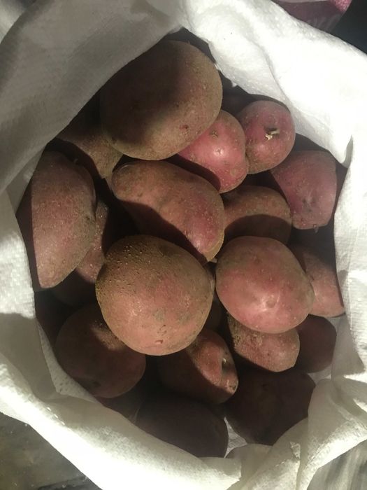 продам домашний картофель
