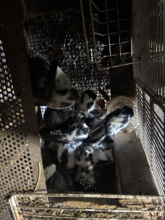 Продам кроликов майские.