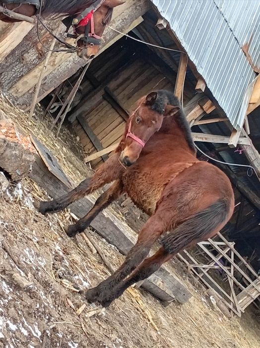 Iapa cu mânză de vânzare