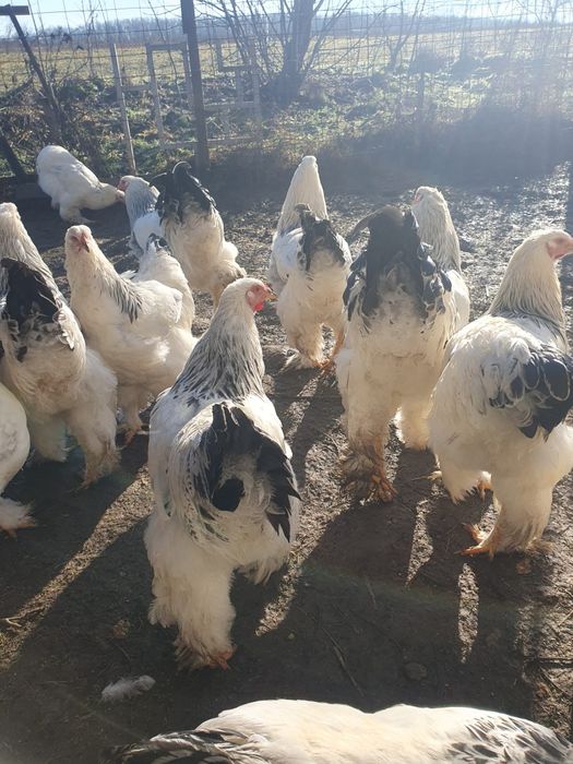 Cocosi si Gaini Brahma Light Alb cu negru