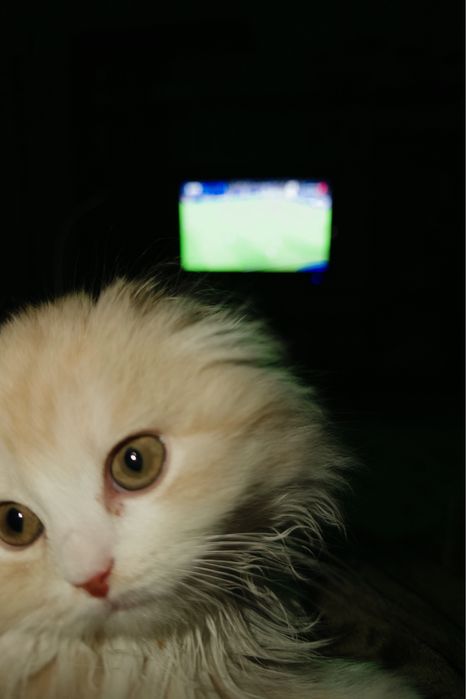 Scottish fold кошка