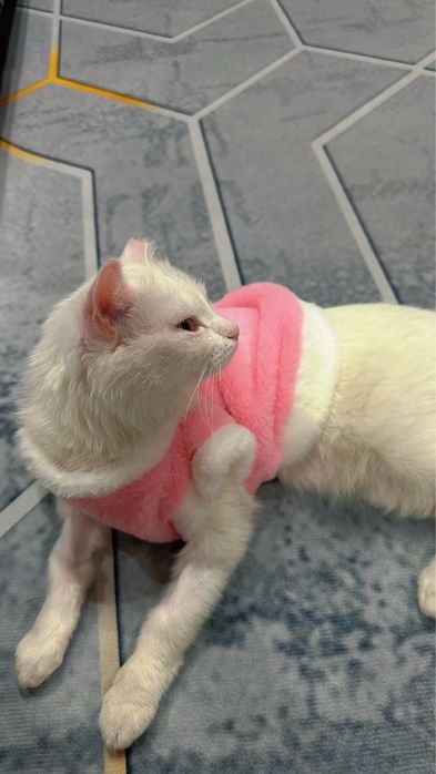 очень добрый кошка только в хорошие руки