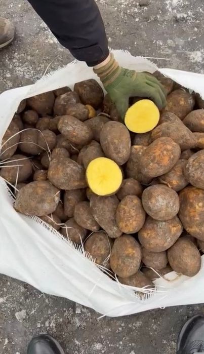 Продам картофель микс оптом