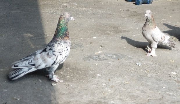 Продаются бакинские голуби.