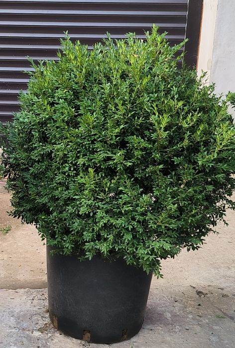 Plante la ghiveci.Arbust frunze persistente