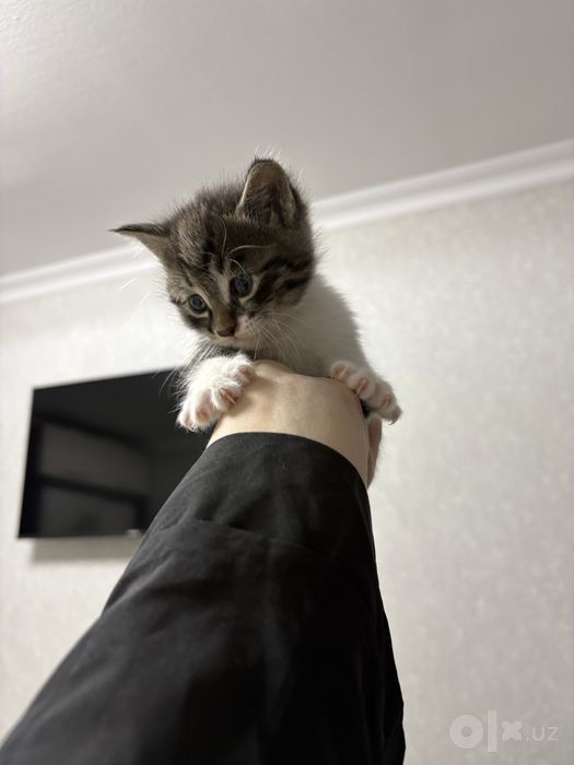 Отдам Котят в добрые руки