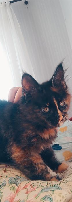 Продается котенок породы Мейн-кун