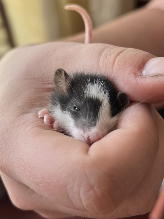 Крысы дамбо резерв продажа красивые