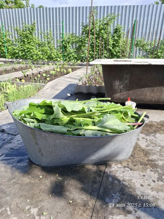 Продам сок лопуха.