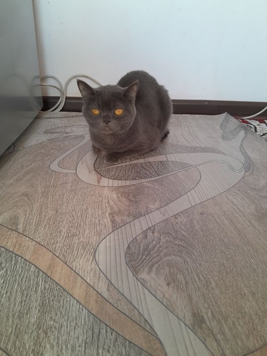 Мушук сотилади нархи800минг