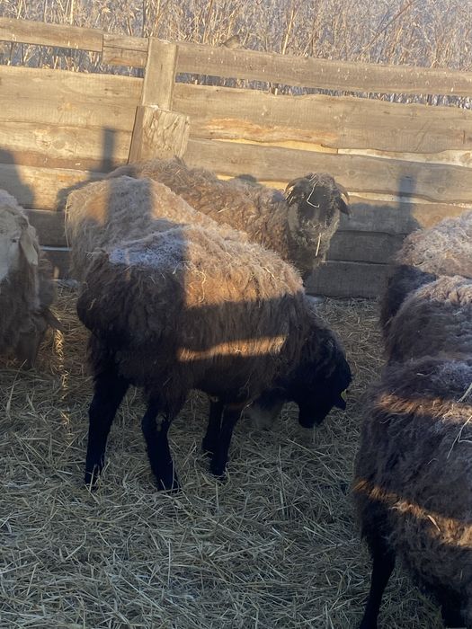 Продам қошқар 1 жылдық