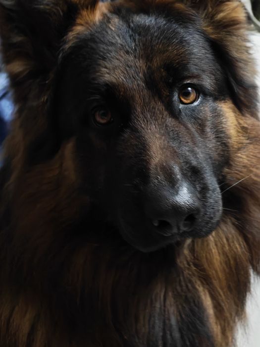 Ищем девочку для вязки.