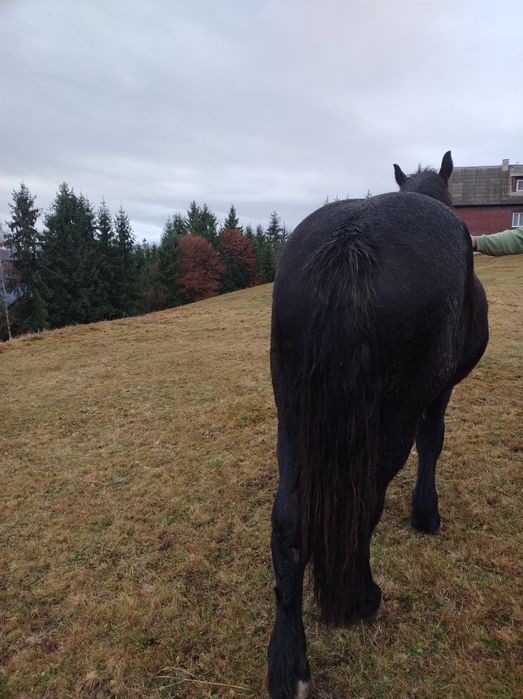 Vând mânză neagră