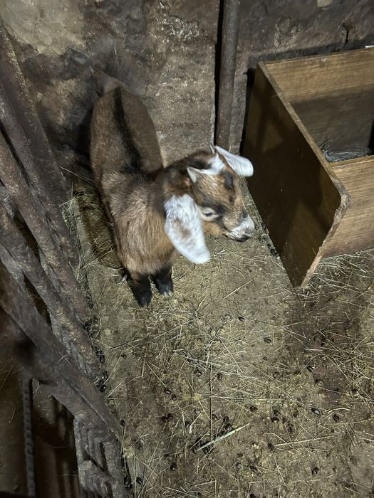 Продажа козлята молодые