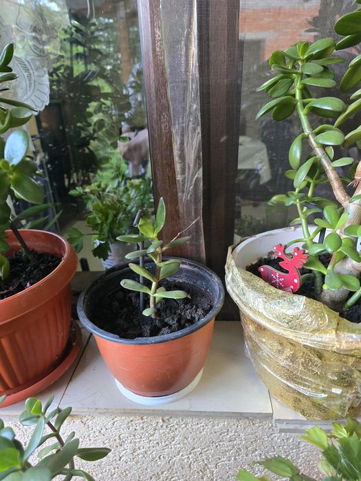 Planta banilor ,Crasuela