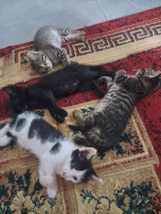 Кошки отдам в хорошие руки