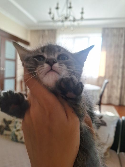 Котята породистые