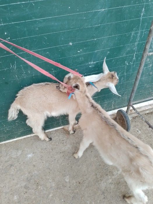 Продаю козлят альпийский парода 2 месяца