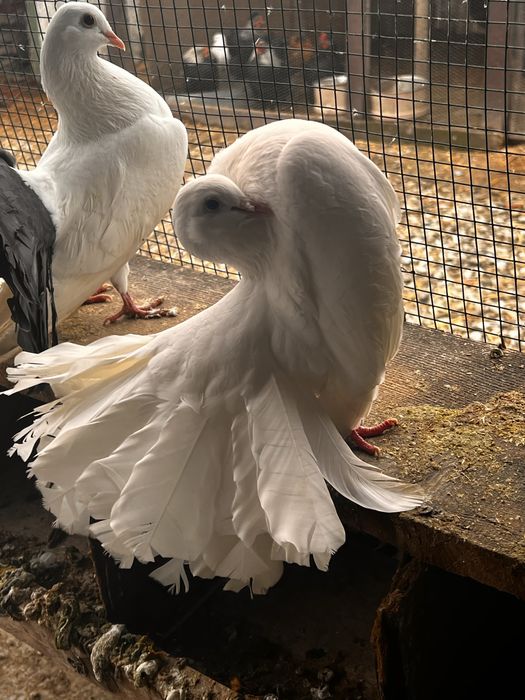 Vand porumbei curcani