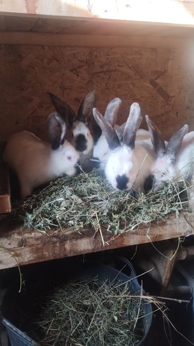 Iepuri Uriaș de Transilvania