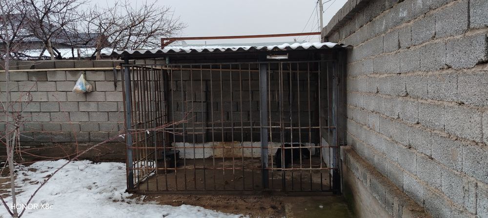 Алабай ұясымен бирге сатылады