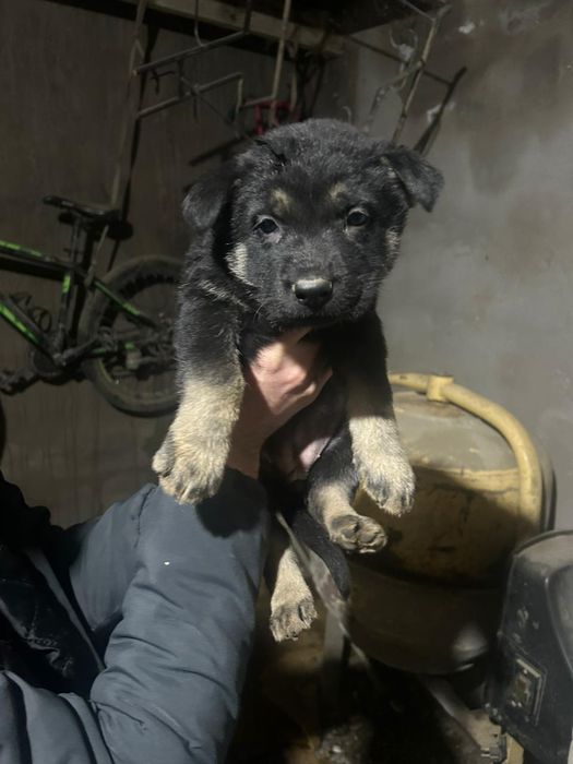 Щенки немецкой овчарки