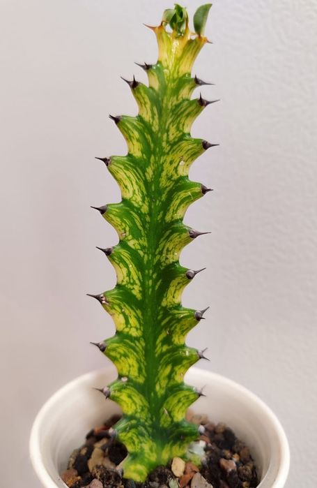 Эуфорбия Lactea Variegara