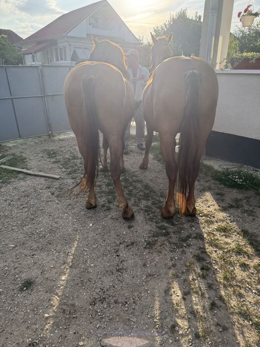 Vand iapa cu manza