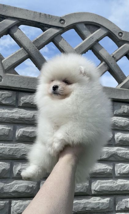 Pomeranian miniboo pedigree