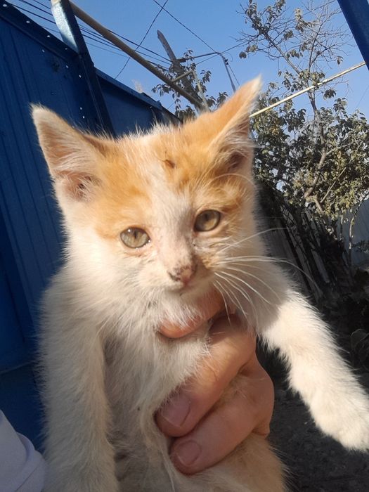 Отдам котят в хорошие руки
