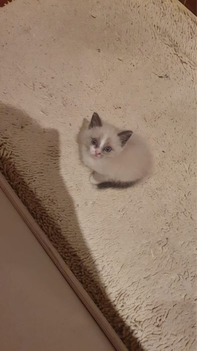 Щенки ши-тцу