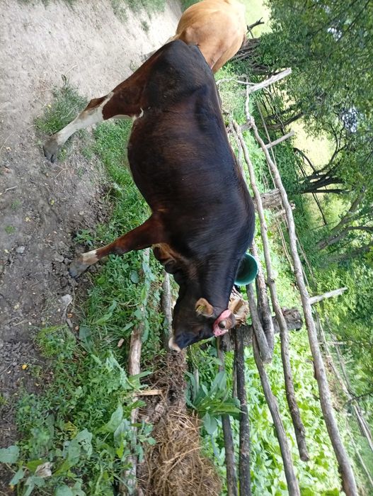 Vând vita crescuta bio