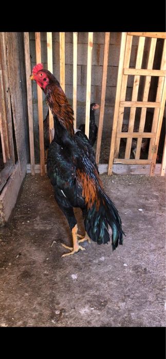 Дакан кораз сатылады линя бар