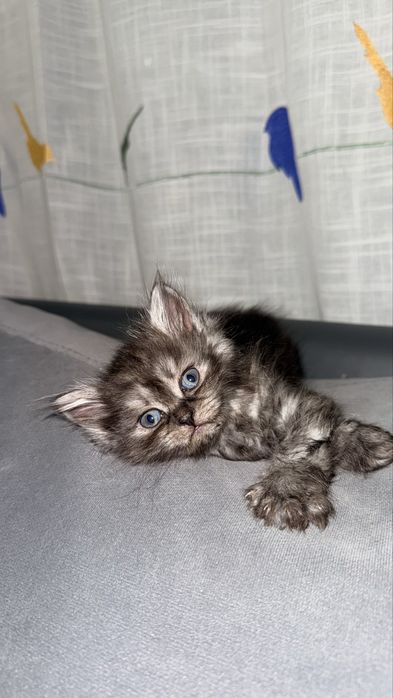 Отдам котят веселые ласковые