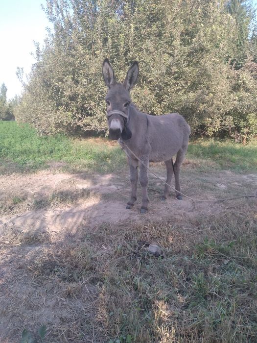 Qogirchoqning mushuki