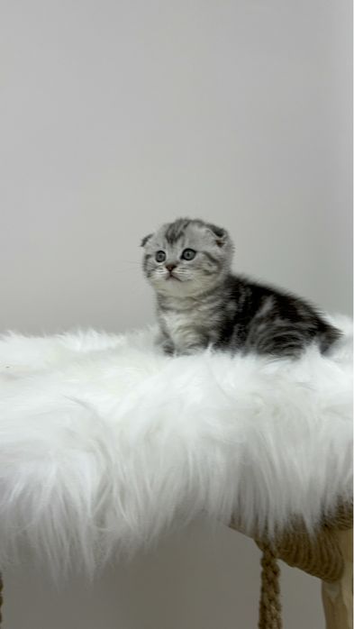 Шотландские котята!