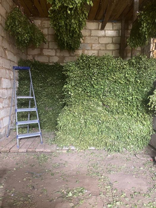 Продам веники березовые