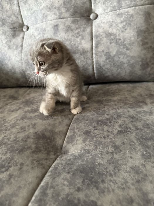 Британская вислоухая кошка (девочка)