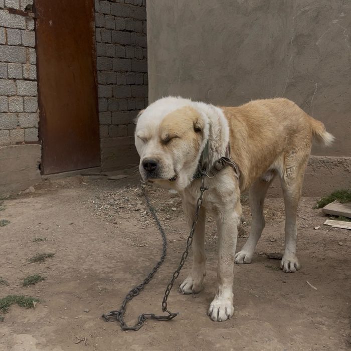 Алабай Ит жоғалды!