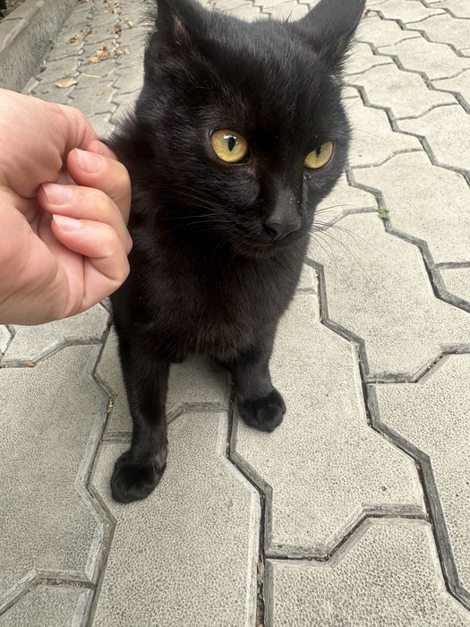 Отдам котенка взрослого