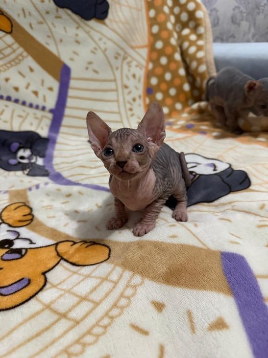 Котята Сфинкса Донского