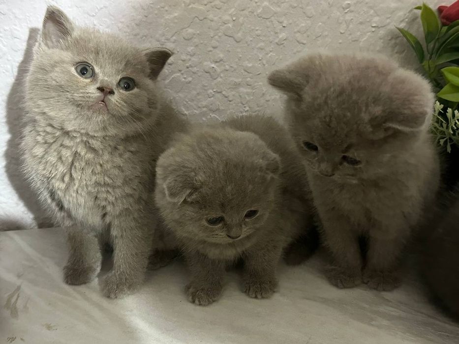 Mushuk bolari sotiladi 2 oyli