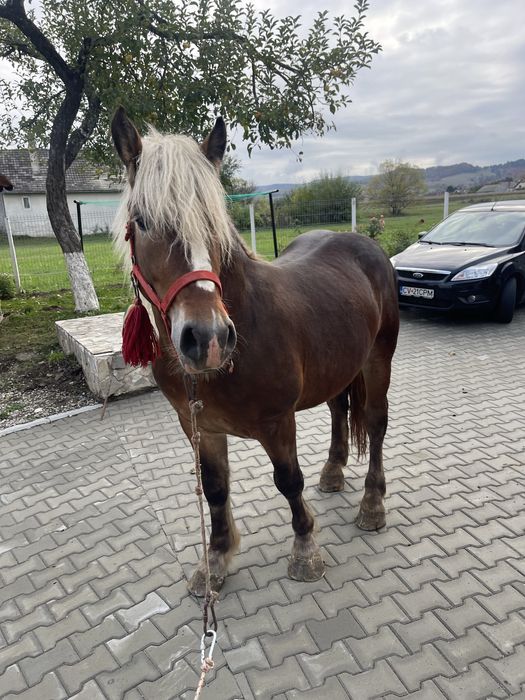 Vand armasar de 2 ani