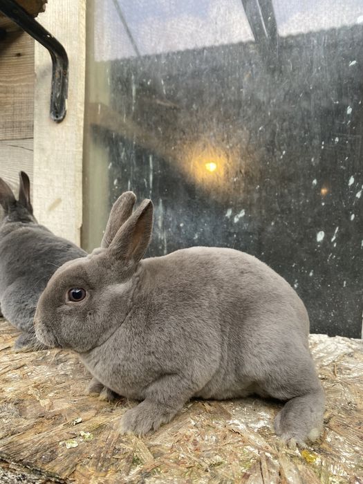 Iepuri rex pitic si castor rex pitic