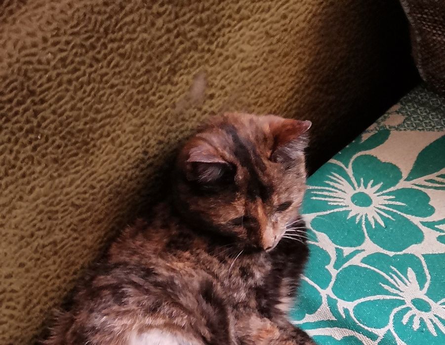 Кошечка в добрые руки