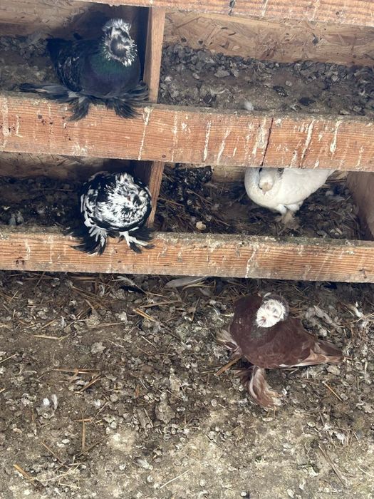 Jucători de Botoșani