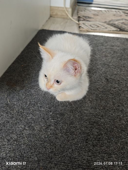 Даром котят мальчик