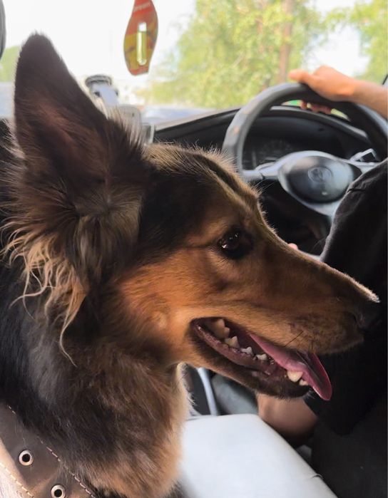 Срочно нужна передержка