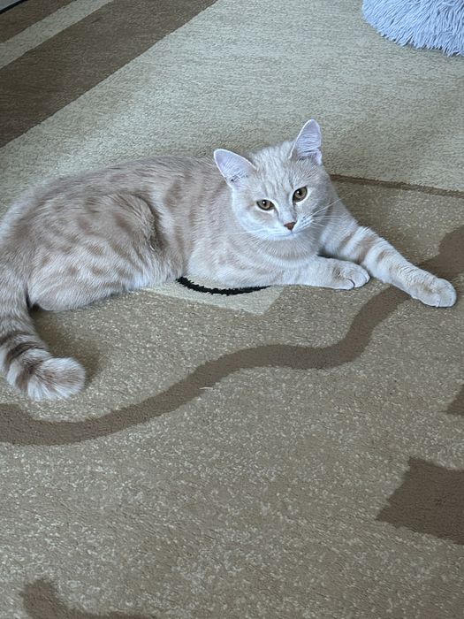 короткошерстный британец